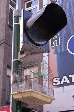 Yurdum insanı fıkra gibi