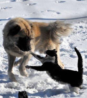 Van'da kedi ile köpeğin savaşı - Resim 1