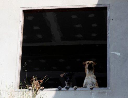2011'in en iyi 50 hayvan fotoğrafı - Resim 27