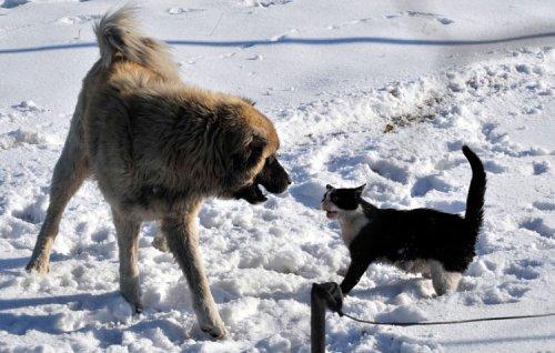 Van'da kedi ile köpeğin savaşı - Resim 2