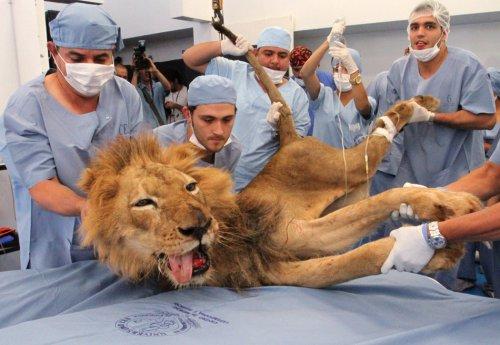 2011'in en iyi 50 hayvan fotoğrafı - Resim 18