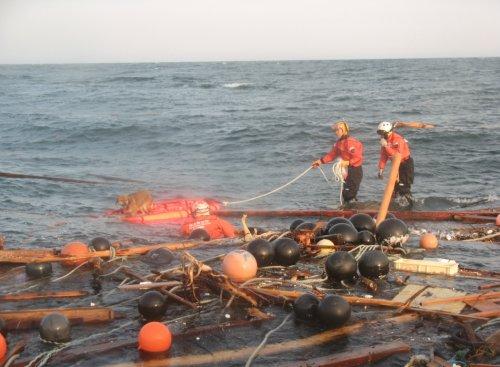2011'in en iyi 50 hayvan fotoğrafı - Resim 5