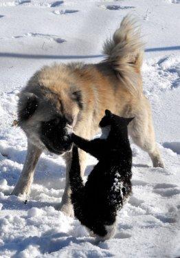 Van'da kedi ile köpeğin savaşı - Resim 3