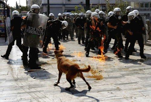 2011'in en iyi 50 hayvan fotoğrafı - Resim 49