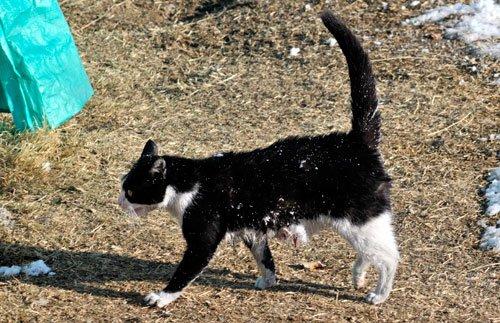 Van'da kedi ile köpeğin savaşı - Resim 5