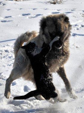 Van'da kedi ile köpeğin savaşı - Resim 4