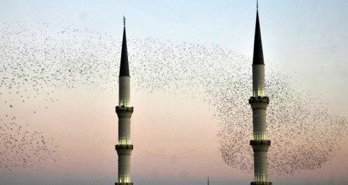 Kuşların gökyüzünde dansı  - Resim 25