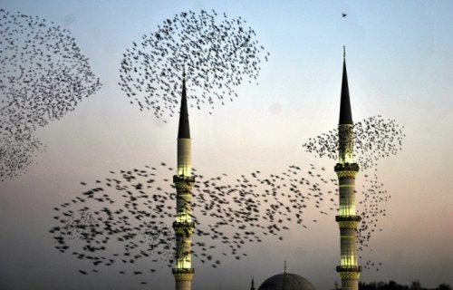 Kuşların gökyüzünde dansı  - Resim 24