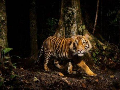 National Geographic'in en iyileri - Resim 14