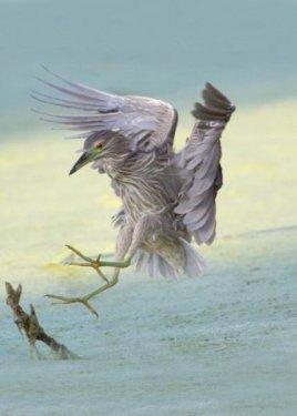 National Geographic'in en iyileri - Resim 53