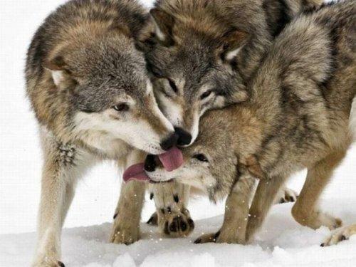 National Geographic'in en iyileri - Resim 5
