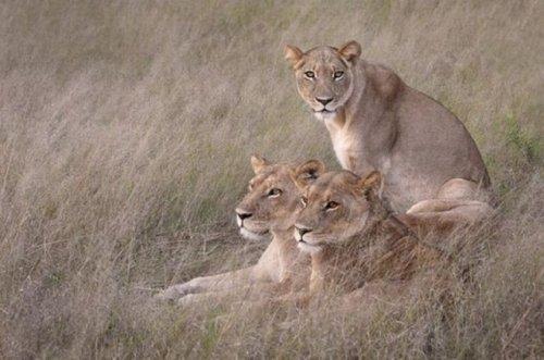 National Geographic'in en iyileri - Resim 49