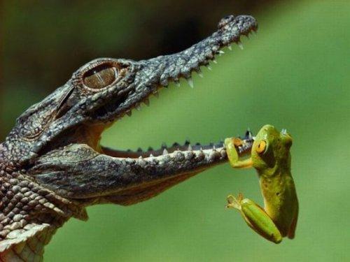 National Geographic'in en iyileri - Resim 2