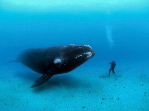 National Geographic'in en iyileri - Resim 17