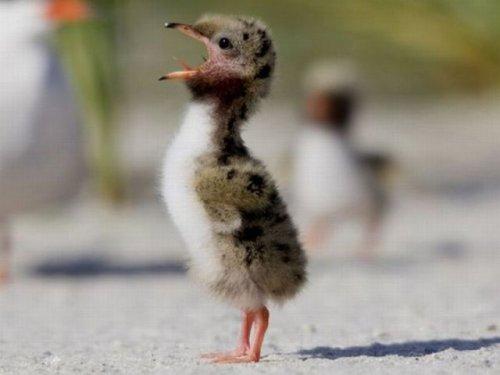 National Geographic'in en iyileri - Resim 42