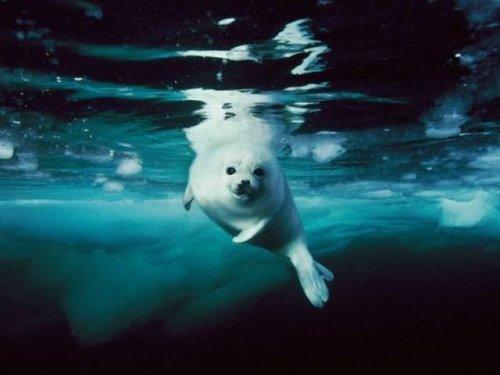 National Geographic'in en iyileri - Resim 18