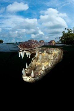 National Geographic'in en iyileri - Resim 55