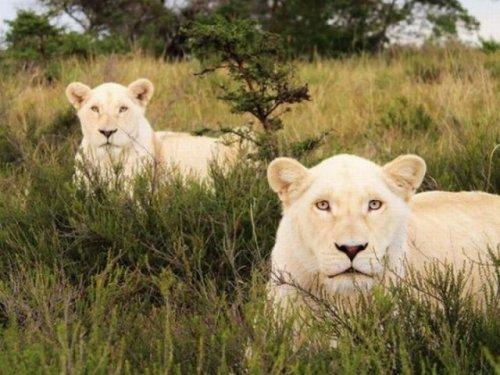 National Geographic'in en iyileri - Resim 33