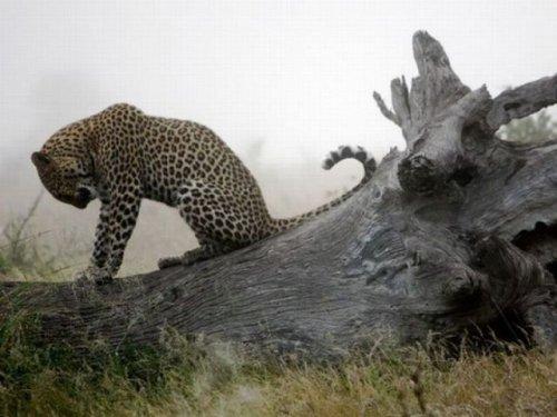 National Geographic'in en iyileri - Resim 7