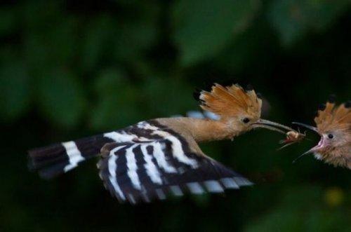 National Geographic'in en iyileri - Resim 59