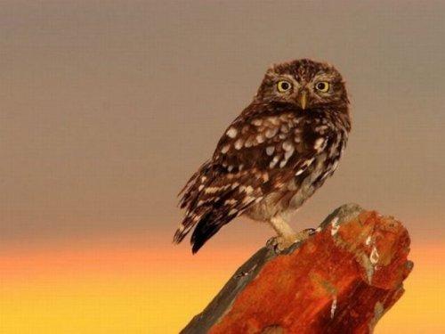 National Geographic'in en iyileri - Resim 45