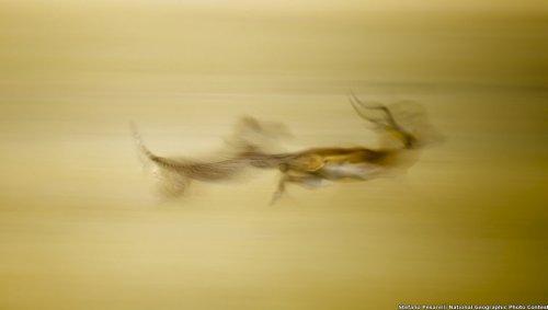 National Geographic 2011 Fotoğraf Yarışması - Resim 5
