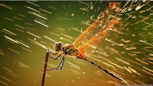 National Geographic 2011 Fotoğraf Yarışması - Resim 1