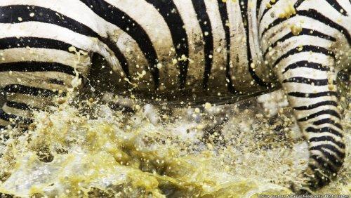National Geographic 2011 Fotoğraf Yarışması - Resim 4