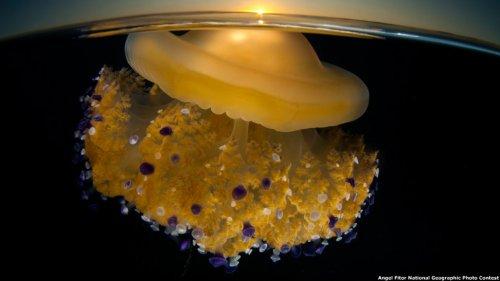 National Geographic 2011 Fotoğraf Yarışması - Resim 3