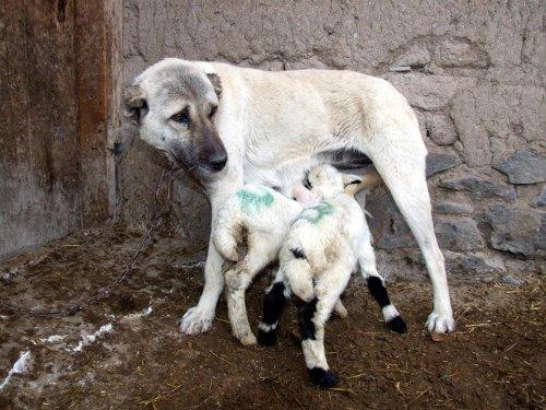 Yavru kuzulara kangal sütü - Resim 5
