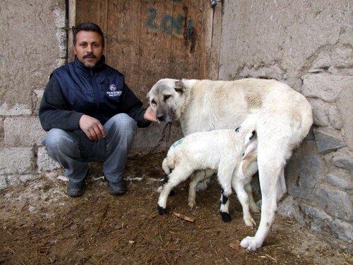 Yavru kuzulara kangal sütü - Resim 3