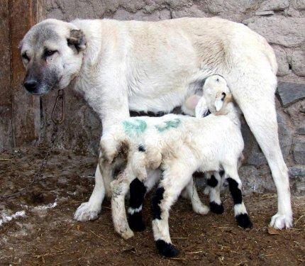 Yavru kuzulara kangal sütü - Resim 6