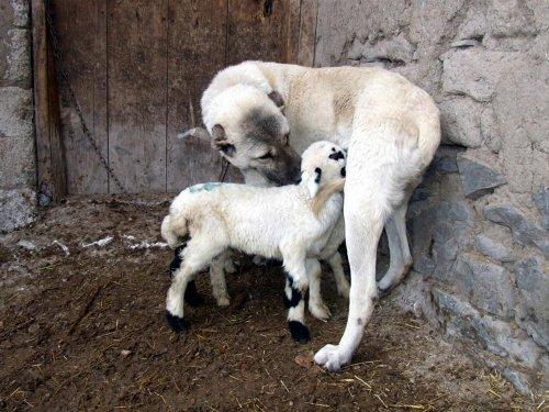 Yavru kuzulara kangal sütü - Resim 4