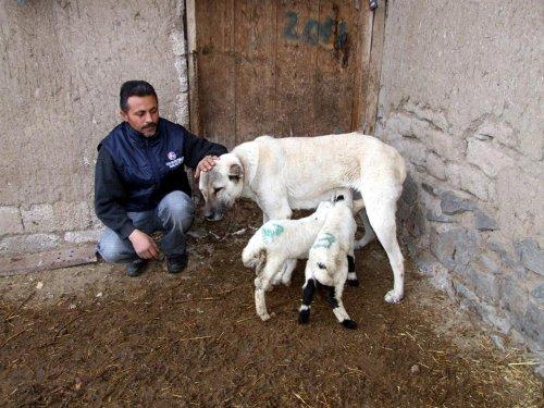 Yavru kuzulara kangal sütü - Resim 1