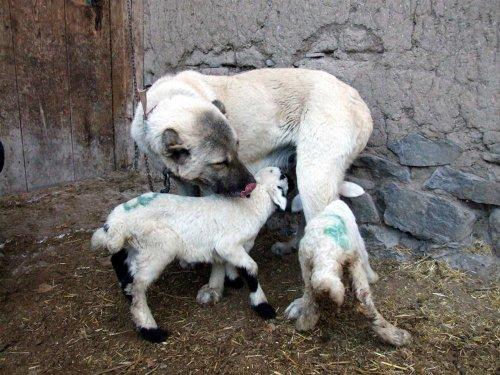 Yavru kuzulara kangal sütü - Resim 2