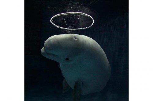 2011'in en komik hayvanları 