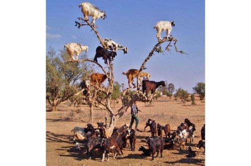 2011'in en komik hayvanları 