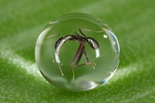 2011'in en komik hayvanları 