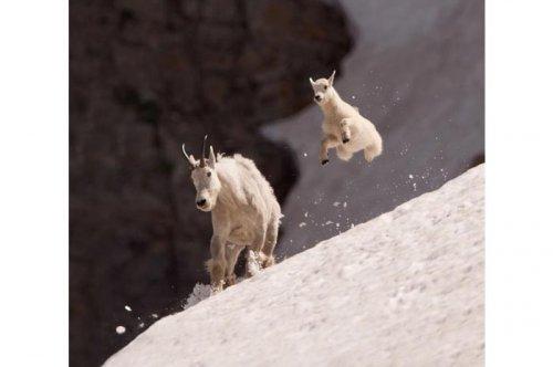 2011'in en komik hayvanları 