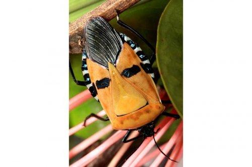 2011'in en komik hayvanları 