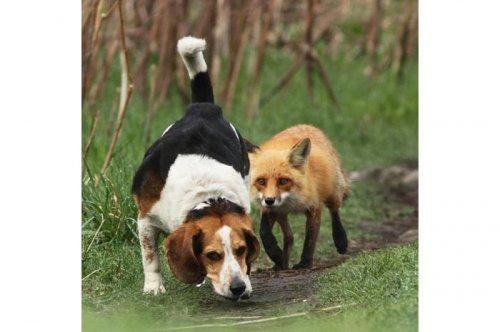 2011'in en komik hayvanları 