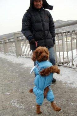 2011'in en komik hayvanları 