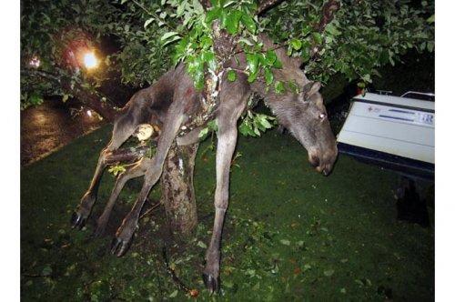 2011'in en komik hayvanları 