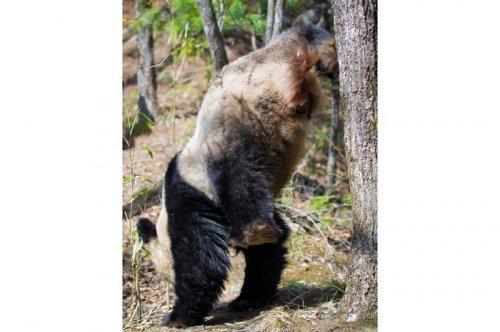 2011'in en komik hayvanları 