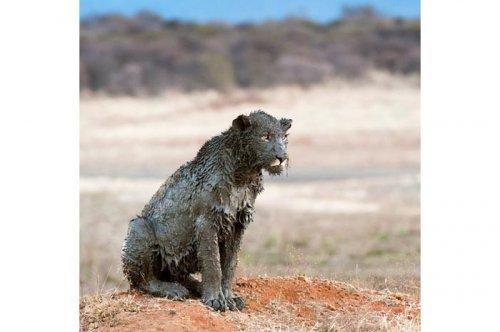 2011'in en komik hayvanları 