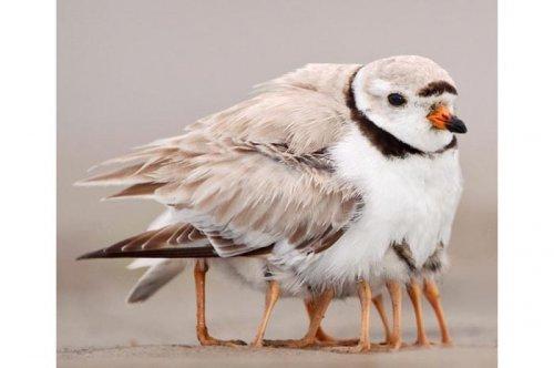 2011'in en komik hayvanları 