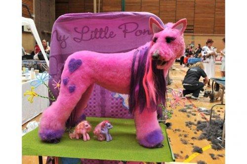 2011'in en komik hayvanları 