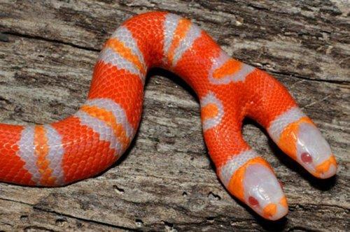 2011'in en komik hayvanları 