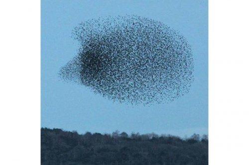 2011'in en komik hayvanları 