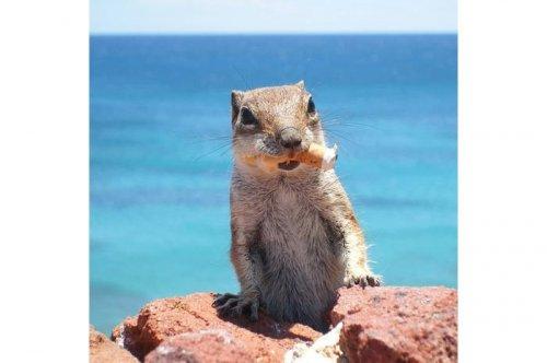 2011'in en komik hayvanları 